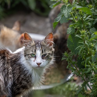 Katze